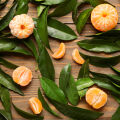 Tangerine Leaves Citrus Reticulata Blanco 3