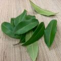 Lemon Myrtle Backhousia citriodora 3