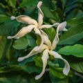 Pinwheel Flower Tabernaemontana 3