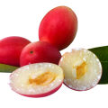 Miracle berry Synsepalum Dulcificum 3