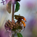 Pennyroyal Mentha Pulegium 3
