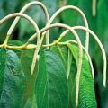 Spiked Pepper Piper Aduncum 3