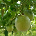 Mučenka Passiflora Edulis (Passifloraceae) 3