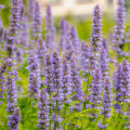 Licorice Flower Glycyrrhiza Glabra 3