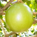 Mučenka Passiflora (Passifloraceae) 3