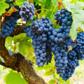 Cabernet Grape Vitis Vinifera 3