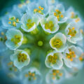 Sweet Alyssum Lobularia Maritima 3