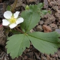 Lesní jahoda Fragaria Vesca (Rosaceae) 3