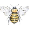 Western Honey Bee Apis Mellifera 3