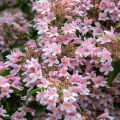 Abelia  3