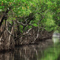 Mangrove Wood Rhizophora 3