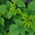 Raspberry leaf  3