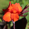 Canna flower Cannaceae 3