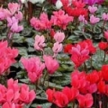 Brambořík Cyclamen 3