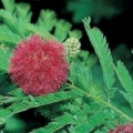 Mimóza Acacia Decurrens Var. Dealbata (Mimosaceae) 3