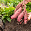 Sweet Potato Ipomoea Batatas 3