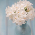Jonquille Narcissus papyraceus 3