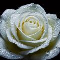 Alba Rose Rosa × Alba 3