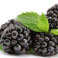 Ostružina (Genus Rubus, Family Rosaceae) 3