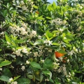 Neroli Citrus aurantium ssp. amara 3