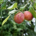 Švestka Prunus 3