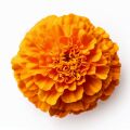 African Marigold Tagetes Erecta 3