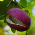 Akebia fruit Akebia quinata 3