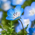 Nemophila Nemophila menziesii 3