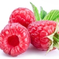 Maliny Rubus idaeus 3