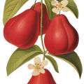 Rose Apple Syzygium Jambos 3