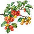 Cashew Flower Anacardium Occidentale 3
