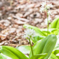 Asian Clintonia Clintonia Udensis 3