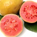 Guava family Myrtaceae genus Psidium 3