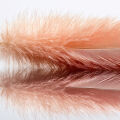 Feathers  3