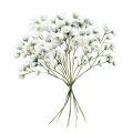 Baby’s Breath Gypsophila Paniculata 3