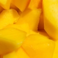 Mango genus Mangifera 3