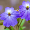 Amethyst Flower Browallia americana 3