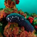 Sea cucumber Holothuroidea 3
