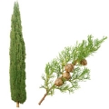 Cypřiš Cupressus (Cupressaceae) 3