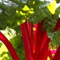Rebarbora gen. Rheum, fam. Polygonaceae 3