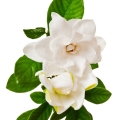 Gardénie Gardenia 3
