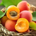 Nektarinka Prunus persica var. Nectarina, family Rosaceae 3