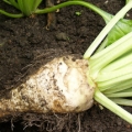 Cukr Saccharum Officinarum 3