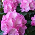 Alpská růže Rhododendron Ponticum 3