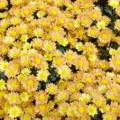 Chryzantéma Genus: Chrysanthemum 3