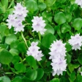 Vodní hyacint Eichhornia, family Pontederiaceae 3