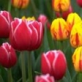 Tulipán  3