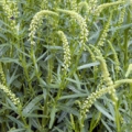 Mignonette Reseda odorata 3