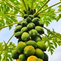 Papája Carica Papaya 3