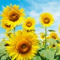 Slunečnice Helianthus annuus 3